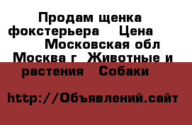Продам щенка (фокстерьера) › Цена ­ 20 000 - Московская обл., Москва г. Животные и растения » Собаки   